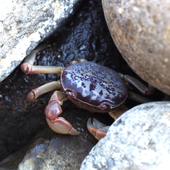 Cyclograpsus intermedius