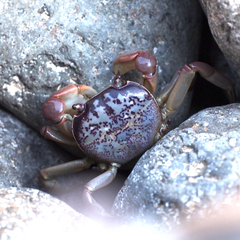 Cyclograpsus intermedius