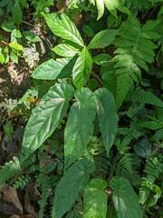 Begonia longifolia