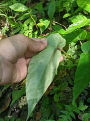 Begonia longifolia