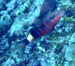 Parupeneus multifasciatus