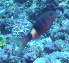 Parupeneus multifasciatus