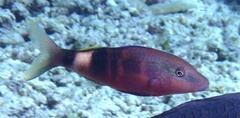 Parupeneus multifasciatus