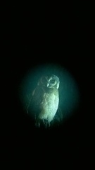 Strix leptogrammica