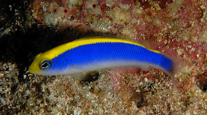 amanecer dottyback