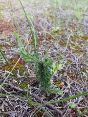 Vittadinia cuneata