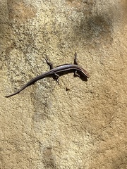 Cryptoblepharus
