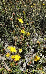 Hibbertia ericifolia