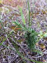 Vittadinia cuneata