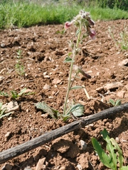 Rehmannia glutinosa