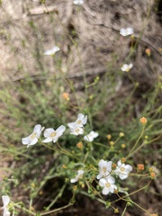 Mitrasacme polymorpha