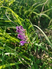 Scutellaria baicalensis