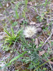 Vittadinia cuneata