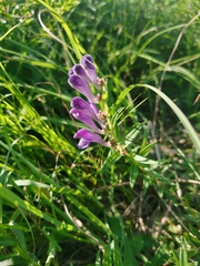 Scutellaria baicalensis