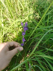 Scutellaria baicalensis