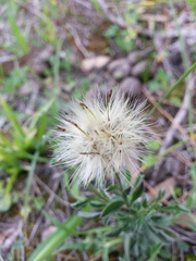 Vittadinia cuneata