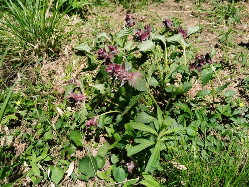 Ajuga ciliata iNat (3)