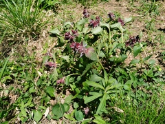 Ajuga ciliata