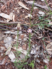 Vittadinia cuneata