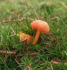 Lactarius aurantiacus