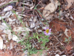 Vittadinia cuneata