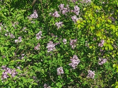 Syringa