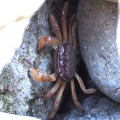 Cyclograpsus intermedius