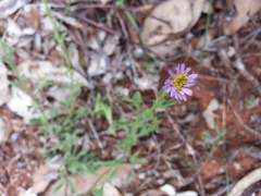 Vittadinia cuneata