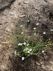 Mitrasacme polymorpha