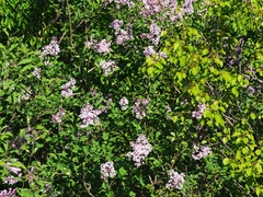 Syringa