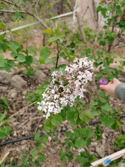 Syringa oblata