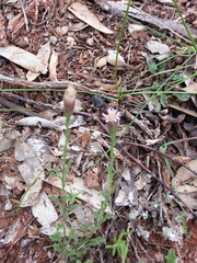 Vittadinia cuneata