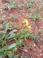Goodenia arguta