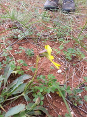 Goodenia arguta