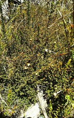 Hibbertia ericifolia