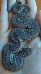 Acrochordus javanicus