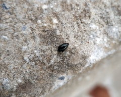 Coleoptera
