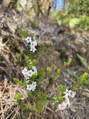 Epacris