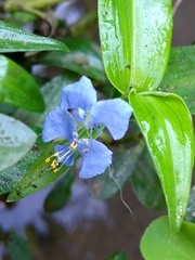 Commelina benghalensis