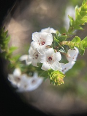 Epacris