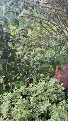 Cotoneaster pannosus