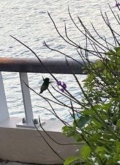 Chlorostilbon mellisugus