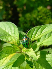Scutiphora pedicellata