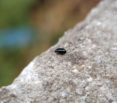 Coleoptera