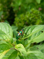 Scutiphora pedicellata