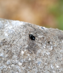 Coleoptera