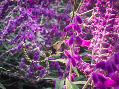 Macroglossum bombylans