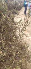 Salsola oppositifolia