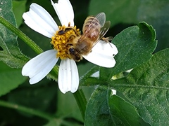 Eristalinus taeniops