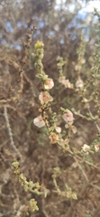 Salsola oppositifolia